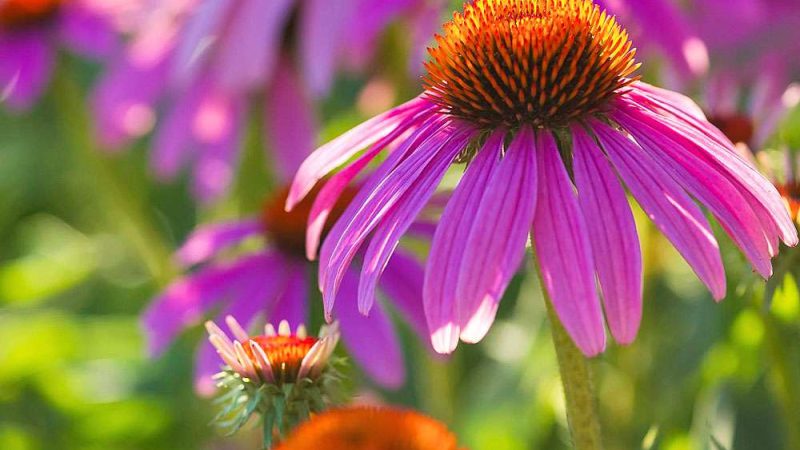 Unlocking the Secrets: Proven Techniques to Prolong the Lifespan of Your Blooms