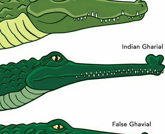 Exploring the Enigma: Unraveling the Differences Between Alligators and Crocodiles