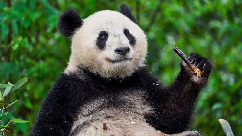 The Misunderstood Persona of Panda Bears: Are They Truly Mean?