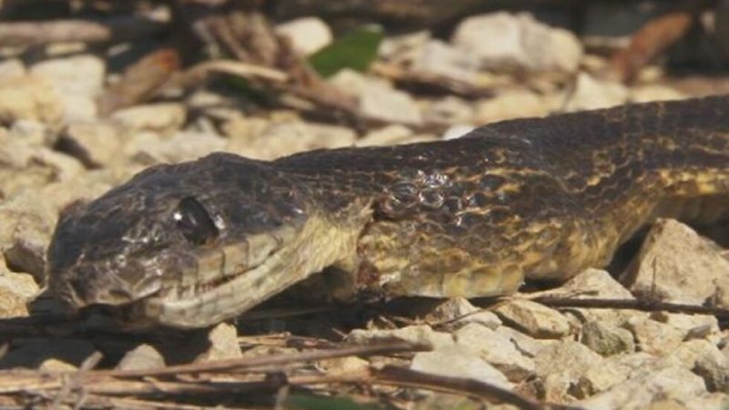 How to keep Snake Warm during Power Outage